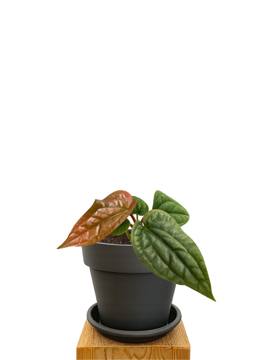 Pflanzkit 16 Anthrazit